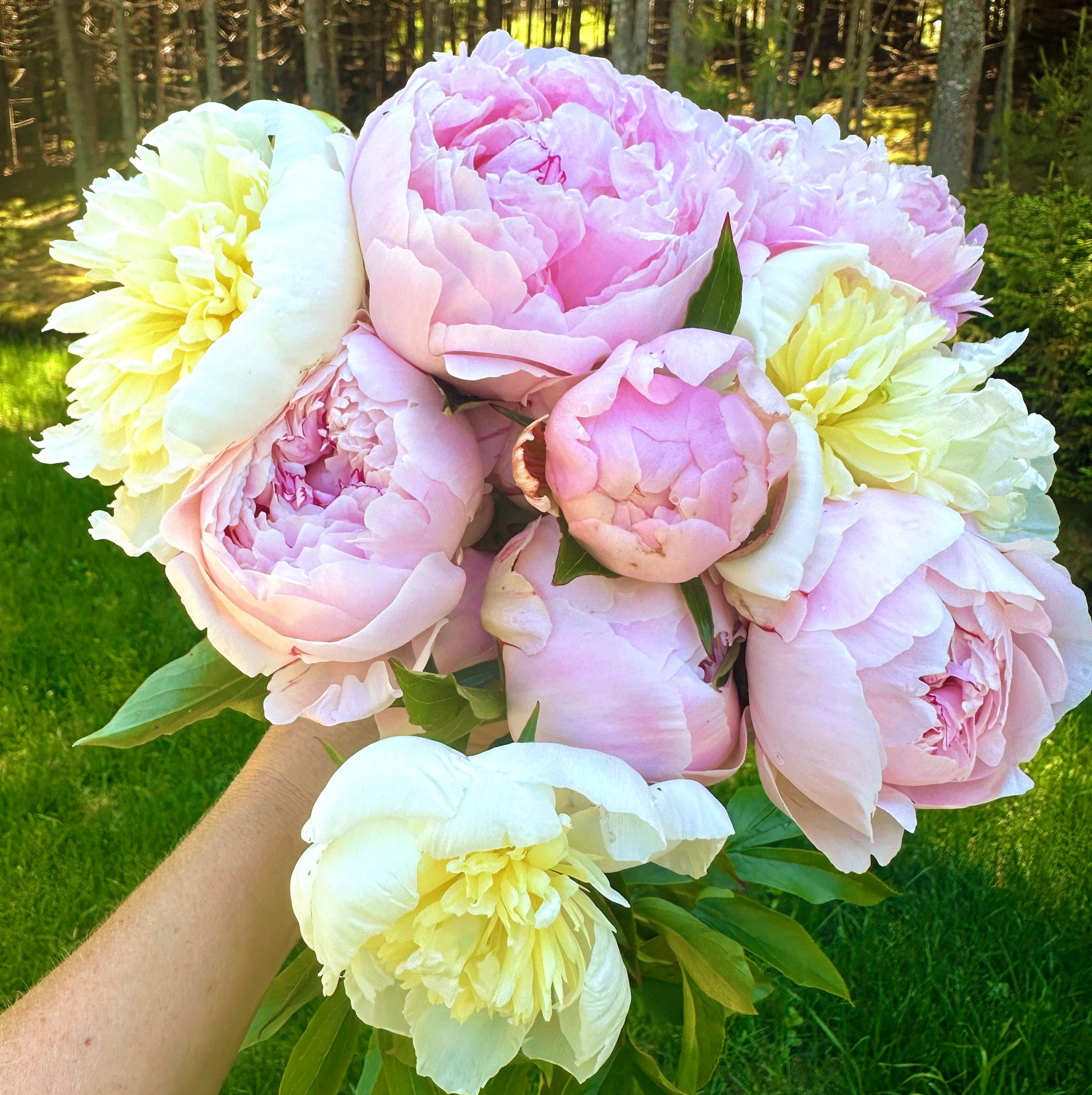2026 Peony Subscription (3 weeks) | Quietside Flower Farm