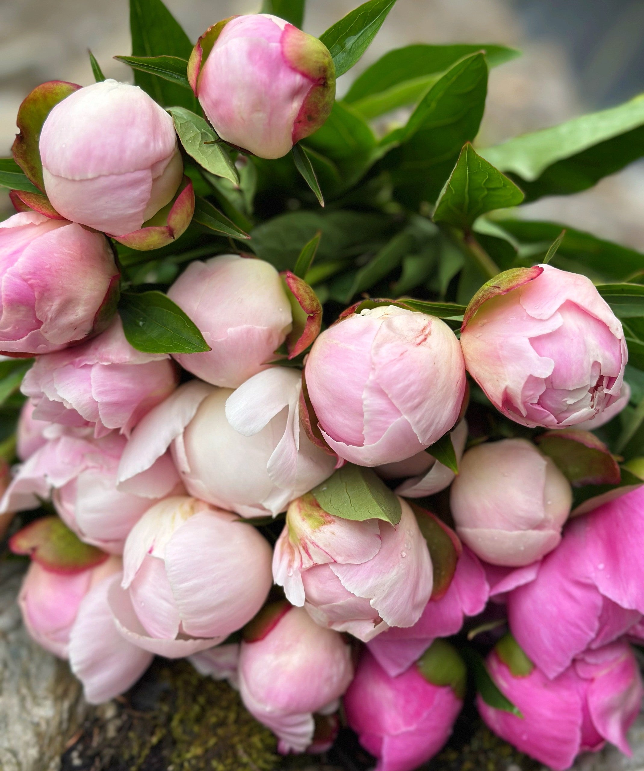 2026 Peony Subscription (3 weeks) | Quietside Flower Farm