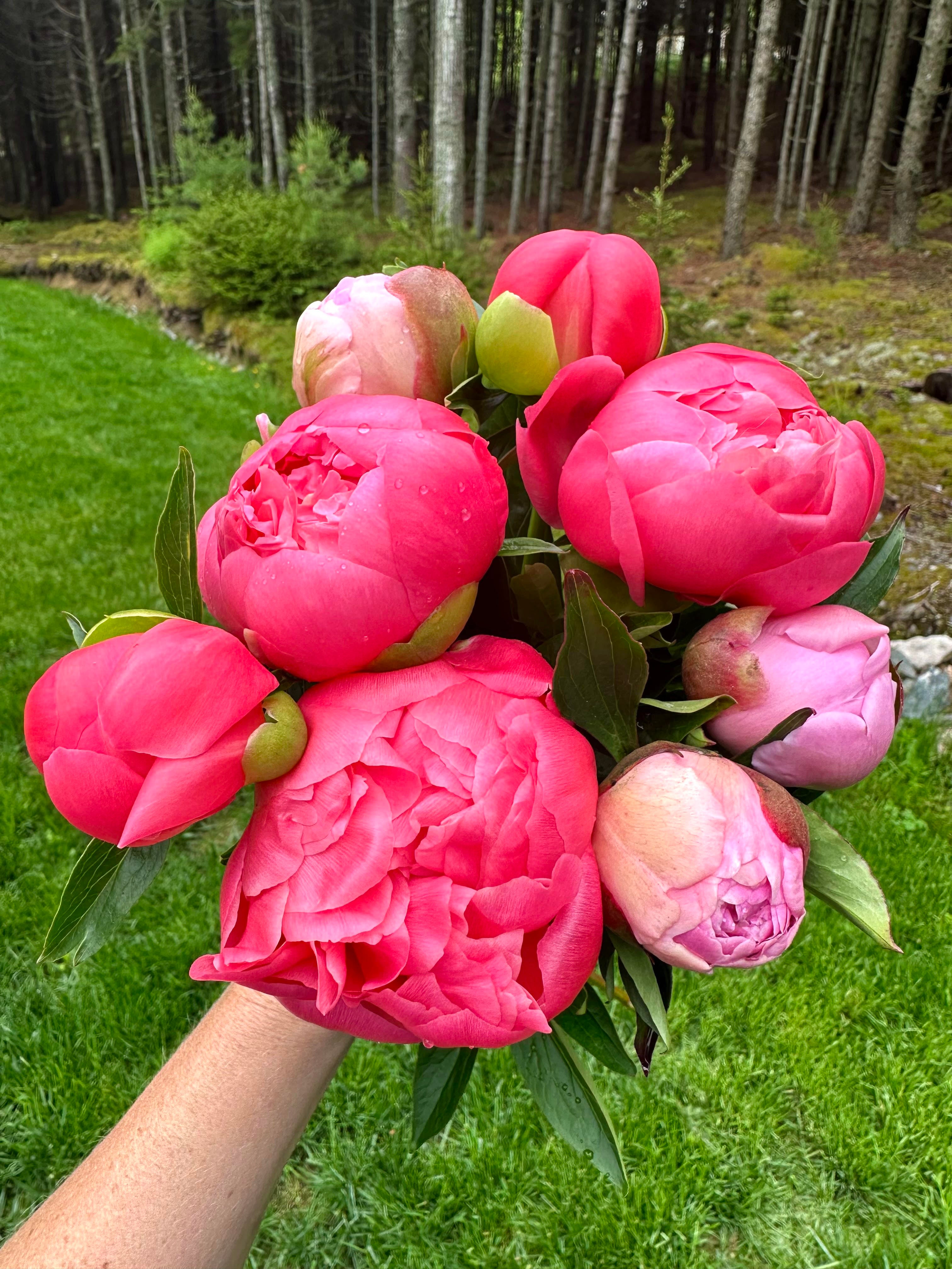 2026 Peony Subscription (3 weeks) | Quietside Flower Farm