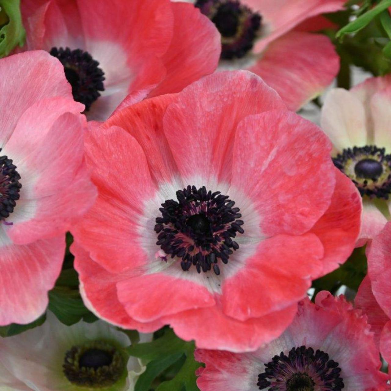 Italian Mistral Anemone - Rosa Shocking - 10 corms | Quietside Flower Farm