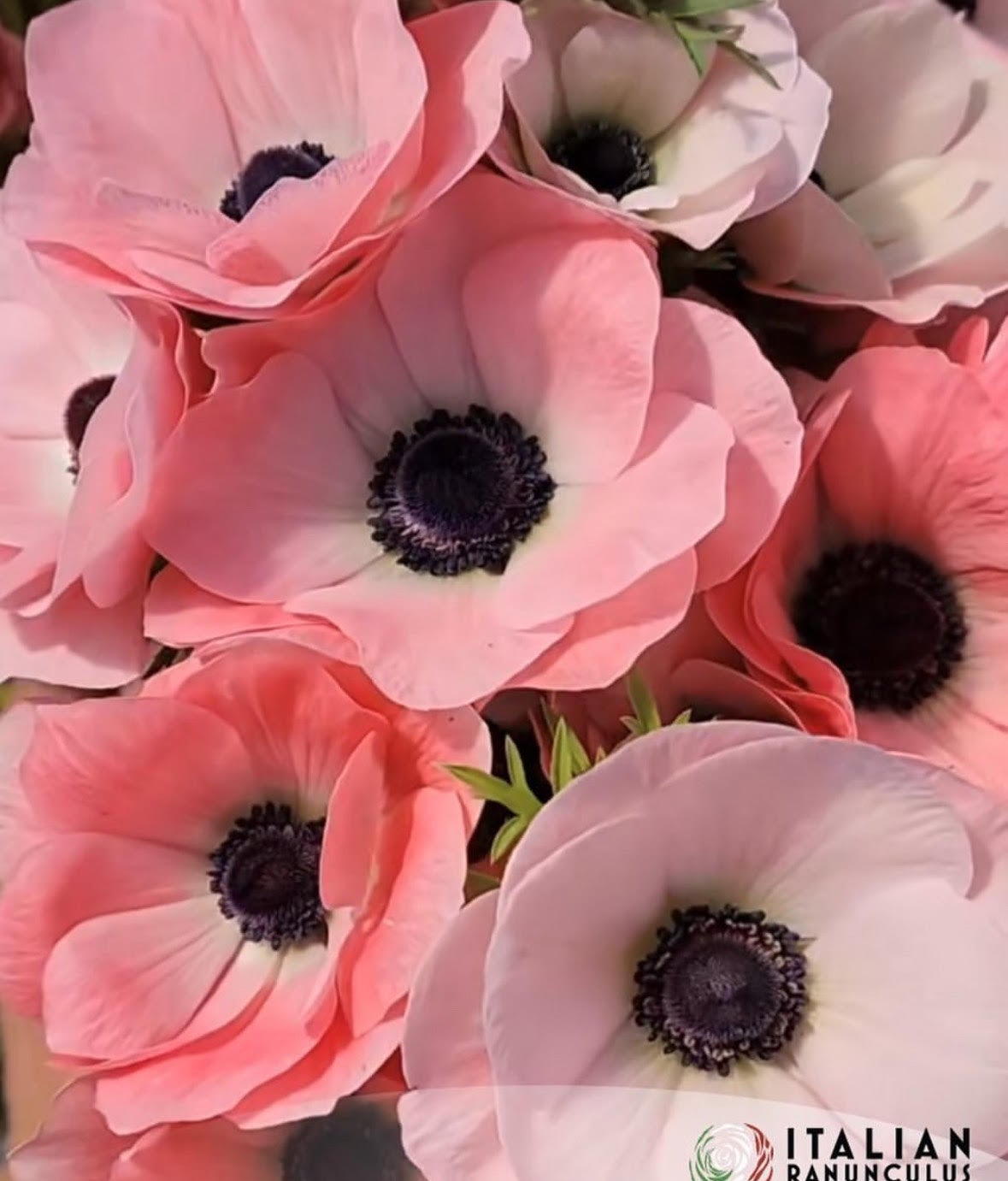 Italian Mistral Anemone - Rosa Chiaro - 10 corms | Quietside Flower Farm