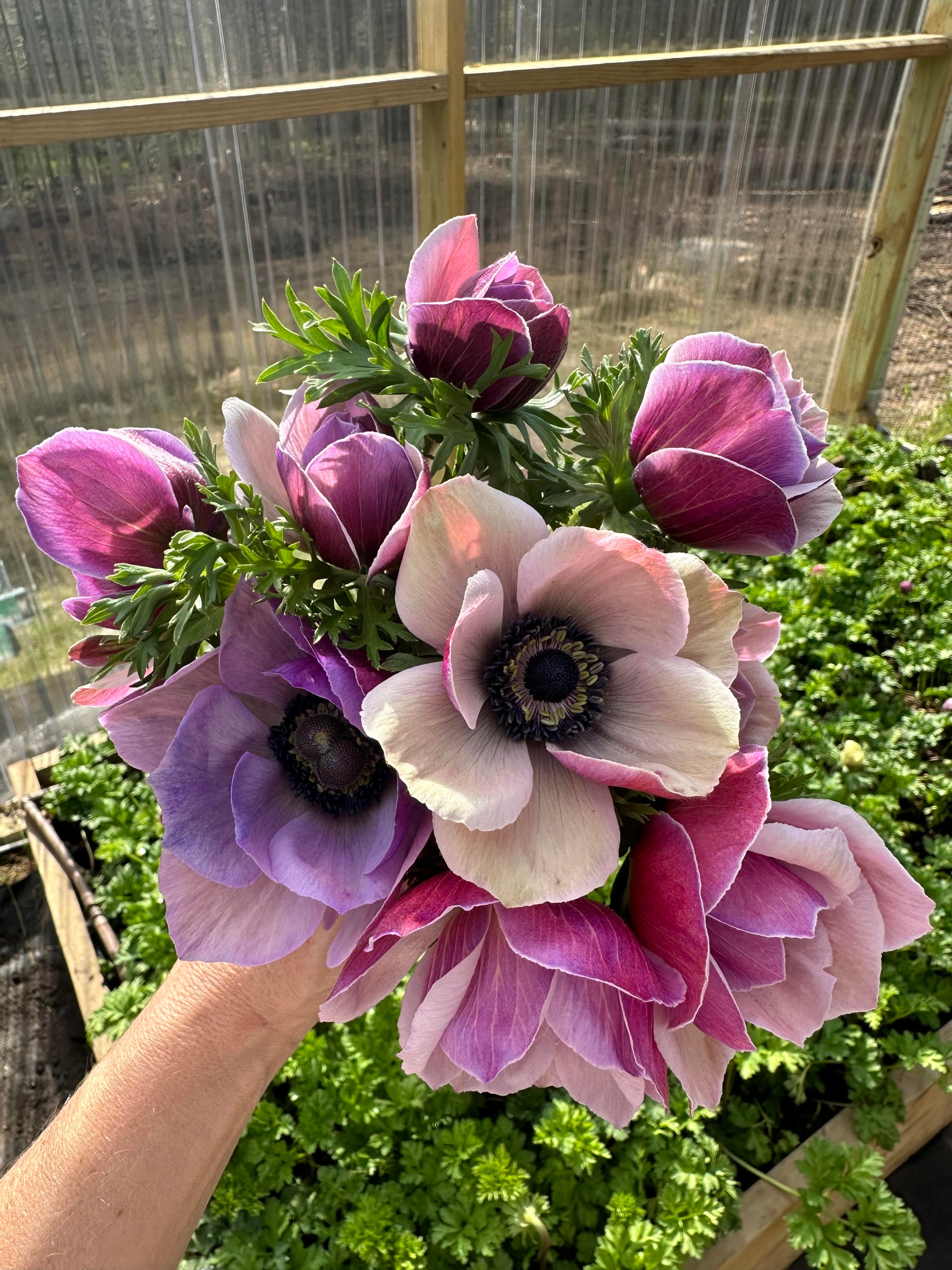 Italian Mistral Anemone - Rarity - 10 corms | Quietside Flower Farm